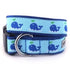 Squirt Dog Collar