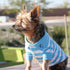 Striped Dog Polo Blue Niagra/White 3XL