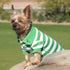 Striped Dog Polo Greenery/White Small