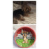 Whimsical Custom Portrait Dog Bowl