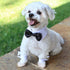 White Shirt Collar With Black Dog Bow Tie Size 18