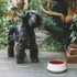 Wine Red And Mommo Dog Water Bowl