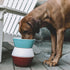 Wine Red And Pappa Dog Food Bowl
