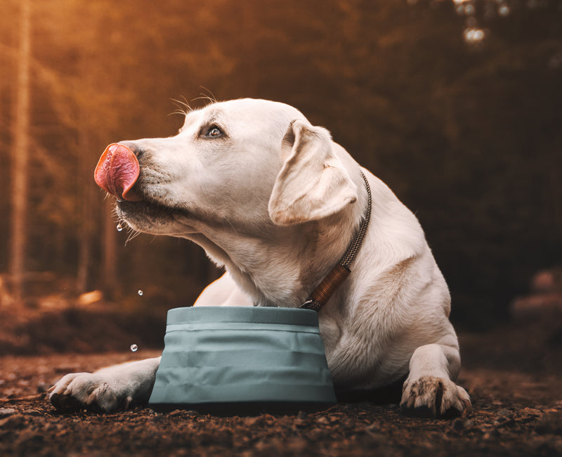 Dog Clothes Designer Dog Apparel and Accessories Bitch New York