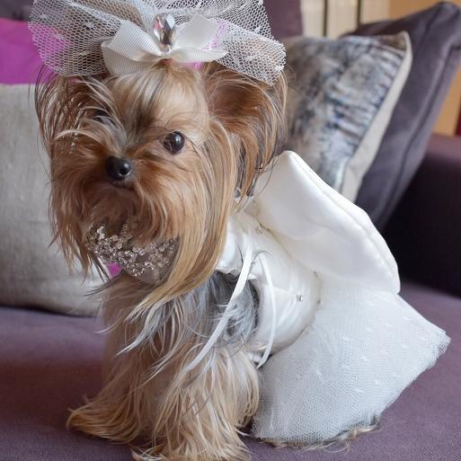 Formal Dog Dresses: Different Colors & Sizes | Bitch New York