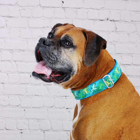 Coqui Surf Dog Collar Bitch New York