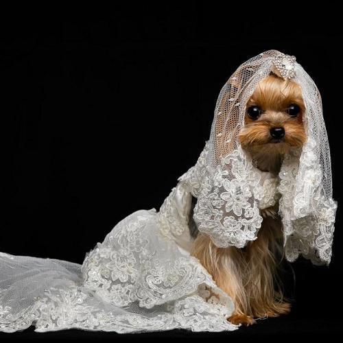 Here Comes The Bride Wedding Dog Dress Bitch New York Here Comes The Bride Wedding Dog Dress Bitch New York