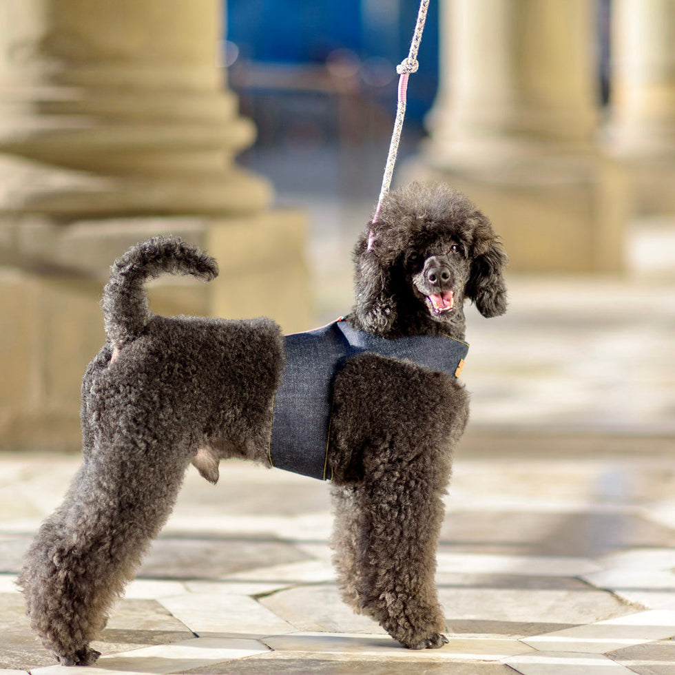 Personalized Denim Dog Harness Vest Bitch New York