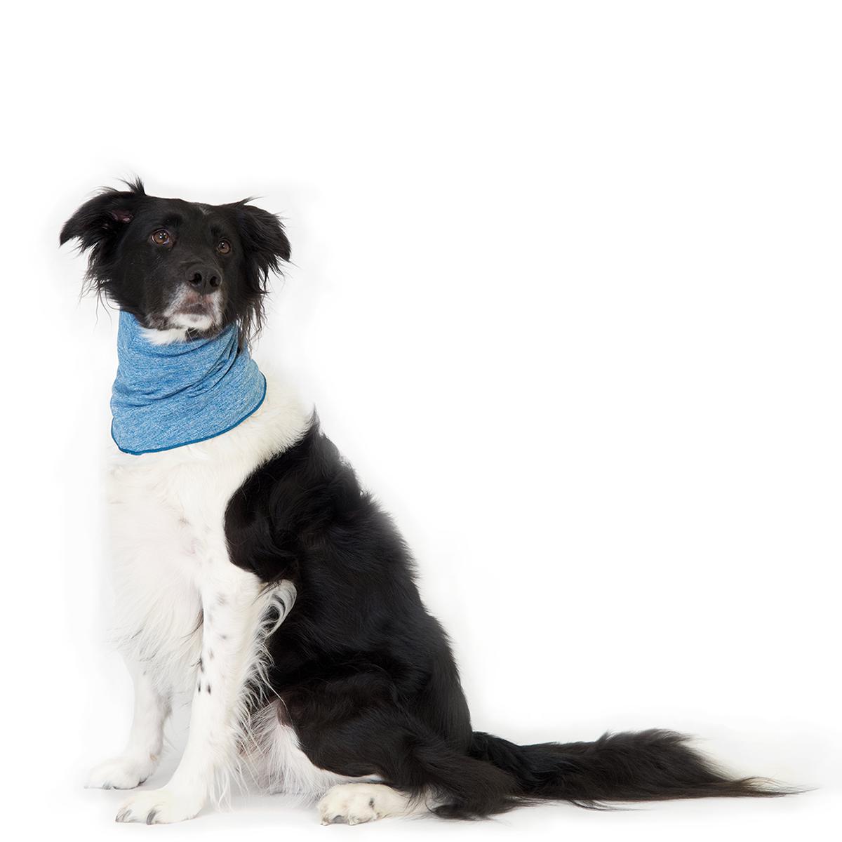 Dog neck shield sale